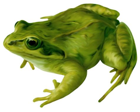 Clipart Frog Bullfrog Clipart Frog Bullfrog Transparent FREE For