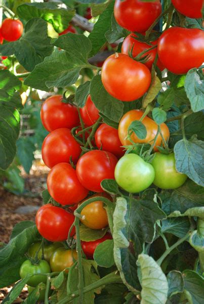 How To Grow Tomatoes
