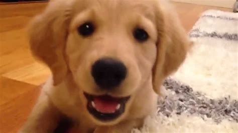 Piper the playful puppy's first month home in san francisco. Piper the Comfort Retriever / Mini Golden Puppy - First ...