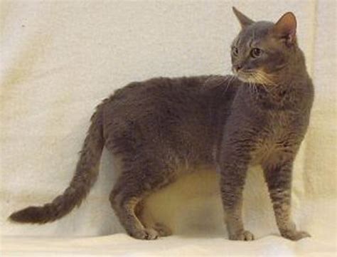 German Rex Cat Breed Personality Behavior Facts And