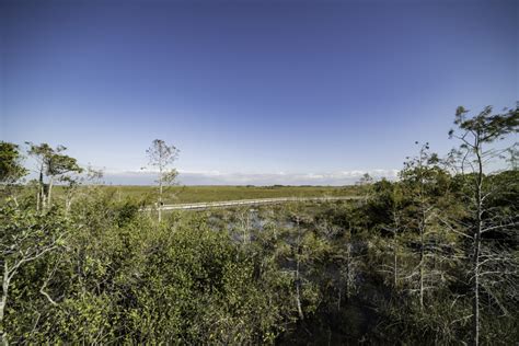 Walkway And Landscape In Everglades National Park Image Free Stock