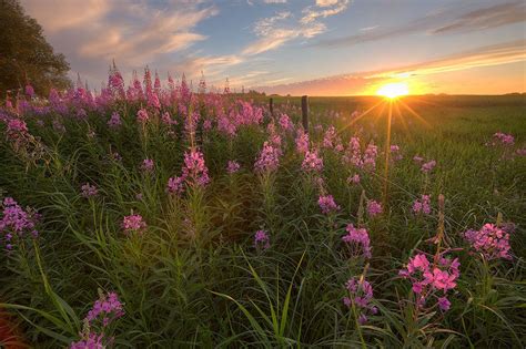 Alberta Prairie Wildflowers Wild Flowers Sunset Nature Wallpaper
