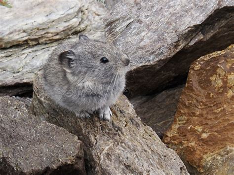 Collared Pika From Denali National Park And Preserve Ak Us On July 18