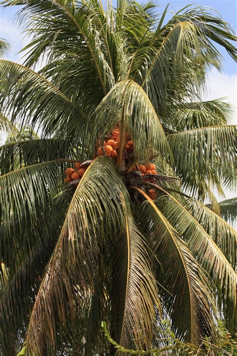 Free Images Tree Food Jungle Produce Crop Botany Coconut