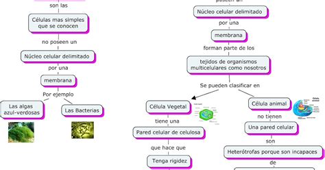 Mapa Conceptual De Los Tipos De Celulas Educacion Images
