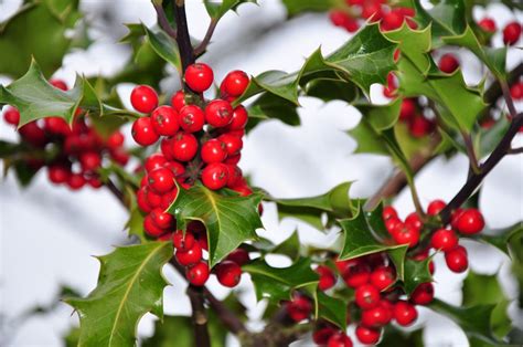 5 Poisonous Berries That You Should Steer Clear Of And 3 Wild Berries
