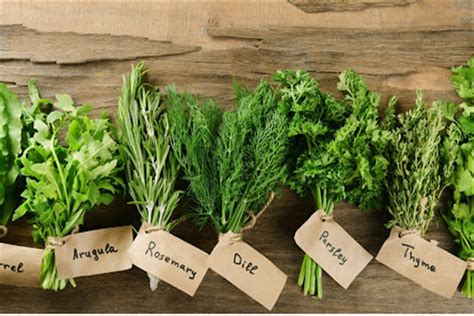 Top 10 Herbs That Good For Health Agrimate Org