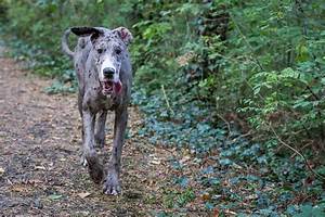 When Do Great Danes Stop Growing Growth Weight Chart Great Dane Care