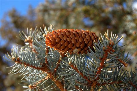 Blue Spruce With Cone Posed Picea Pungens Engelm The