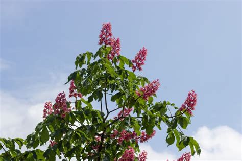 Top Of Blooming Red Horse Chestnut Tree Against The Sky Stock Image