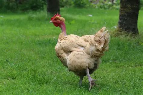 Turken Chicken Or Naked Neck Facts You Need To Know