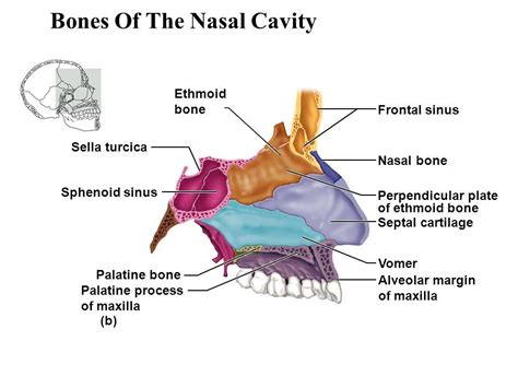 Anatomy Of Nasal Bones Anatomy
