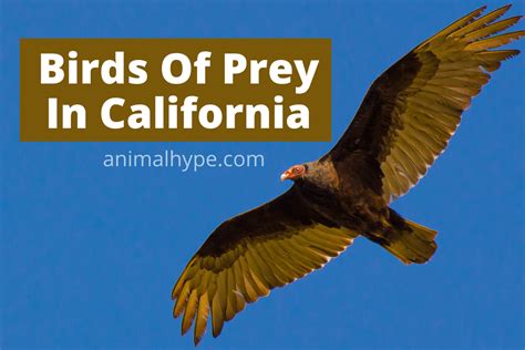 28 Birds Of Prey Found In California Pictures And Info Animal Hype