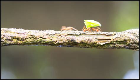 Free Images : nature, branch, warm, house, leaf, wildlife, green