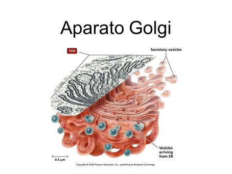 Aparato De Golgi Para Maqueta Organelos Estructura Y Funci 243 N Ppt