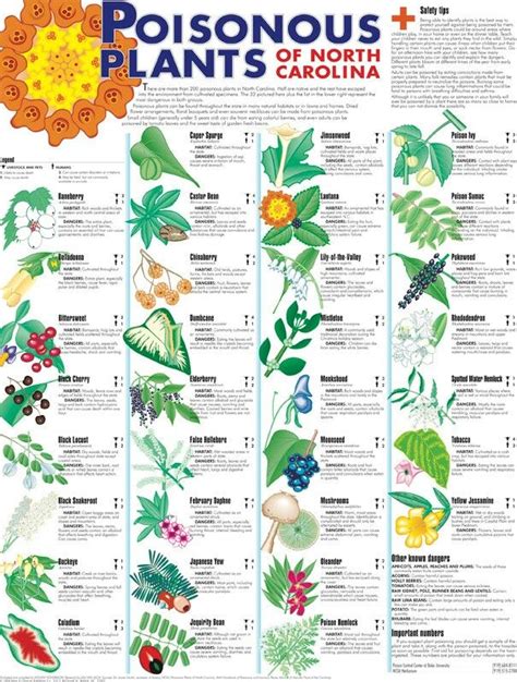 Wild Edible Plants Chart