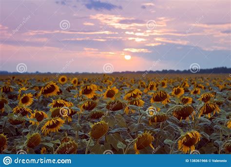 Many Yellow Flowers In Sunflower Field Against Cloudy Sunset Sky