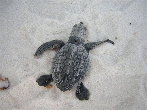 Lighting The Way For Sea Turtles At Gulf Islands National Seashore