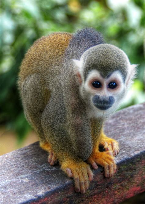 Amazon Rain Forest Monkey Rainforest Animals Amazon Rainforest