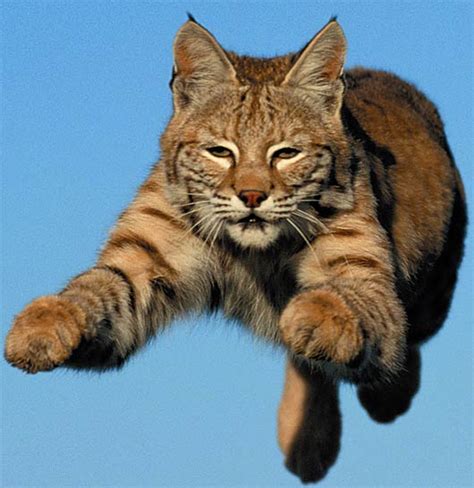 Bobcat North American Wildcat Animal Pictures And Facts