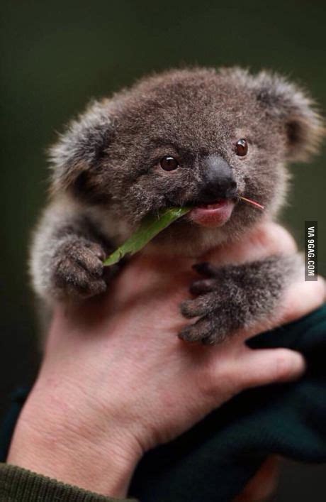 Baby Koala My Arsenal Of Cuteness Koalas Tiernos Animales Y Koala Bebé