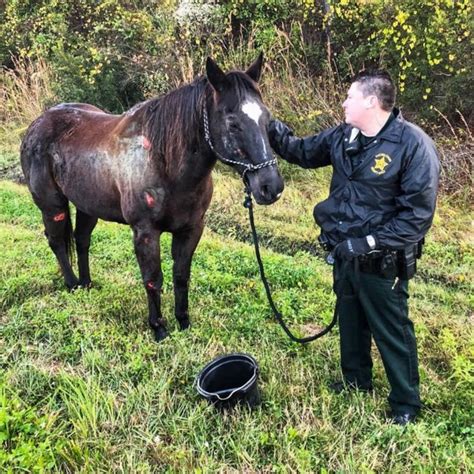 → letter to pet parents. Gelding found wandering I-75 has captured hearts as he ...