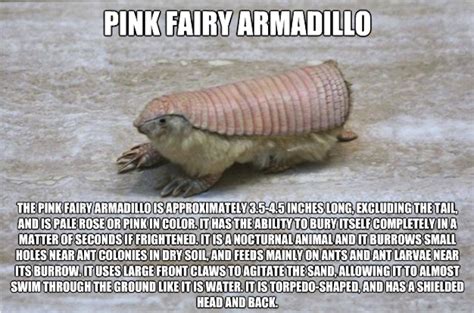 20 Bizarre Animals Youve Probably Never Heard Of