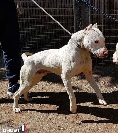 bull terrier  dogo argentino shikakutoruinfo