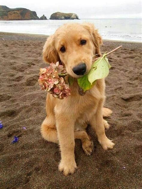 Sweet Puppy With Flower Dogs And Puppies Golden Retriever Dogs