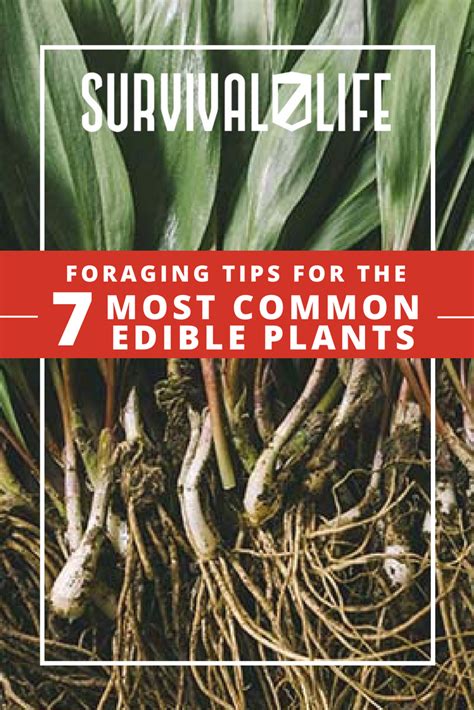 Foraging Tips For The 7 Most Common Edible Plants Survival Life