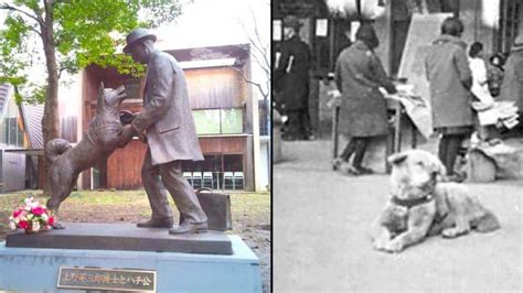 Hachiko The Loyal Dog That Waited Over 9 Years