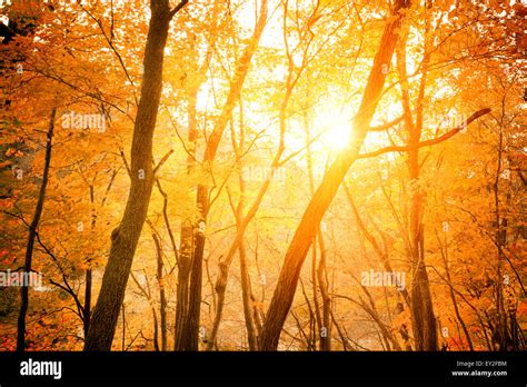 Sunbeam Autumn Forest Hi Res Stock Photography And Images Alamy