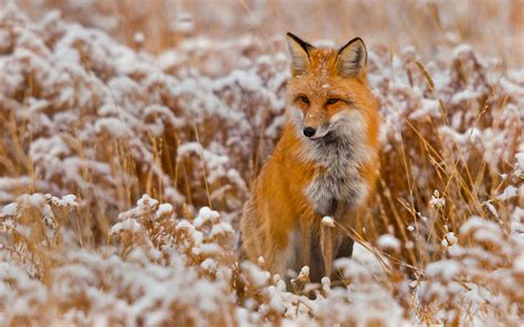 Fox Animal Desktop Wallpaper