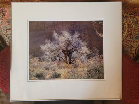 Cottonwood And Light Utah 1987 Christopher Burkett Cibachrome Ebay