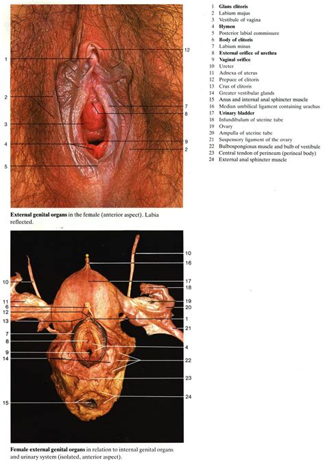 A woman also has pelvic floor muscles at the bottom of her belly. Real Female Anatomy Pictures - koibana.info | Female anatomy, Human anatomy drawing, Female human