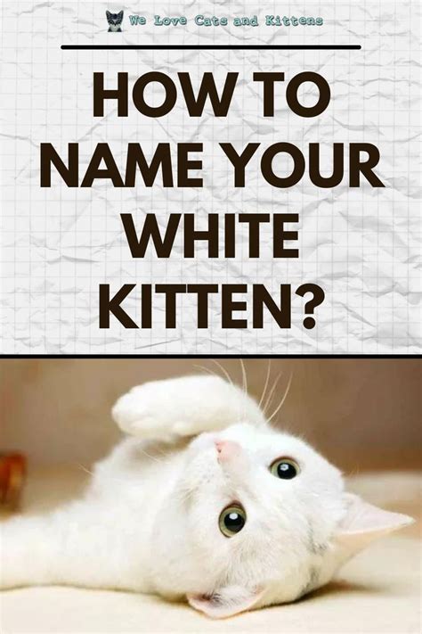 222 White Cat Names Brilliant White Kitten Names In 2022 White