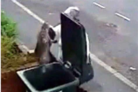 woman throws cat into wheelie bin shropshire star