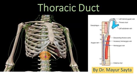 Thoracic Duct Youtube