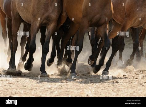 Arabian Horse Horse Legs Galloping Herd In The Sand Stock Photo Alamy