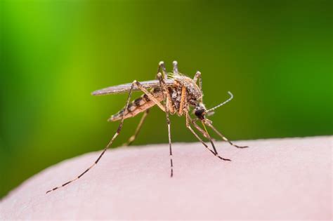 68 Hospitalized With West Nile Fever Teenager In Critical Condition