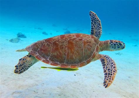 Hawksbill Sea Turtle Endangered Species Philippines Conservation News