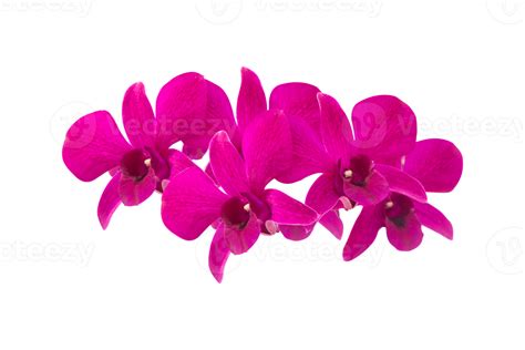 Pink Orchid Isolated On White Background 11434588 Png