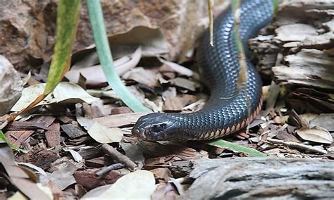 10 Deadliest Snakes Of Australia Worldatlas