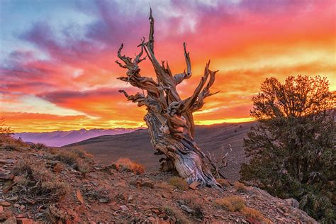 Bristlecone Pine Tree Forest