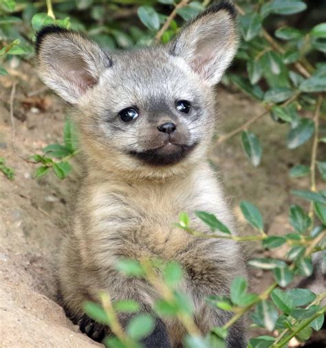 41 Strange On Twitter Baby Animals Bat Eared Fox Cute Baby Animals