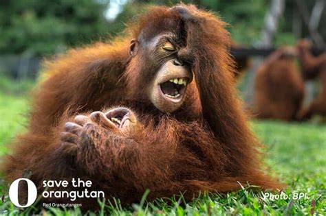 The Unique Ability Of Orangutans To Mirror Facial Expressions Save