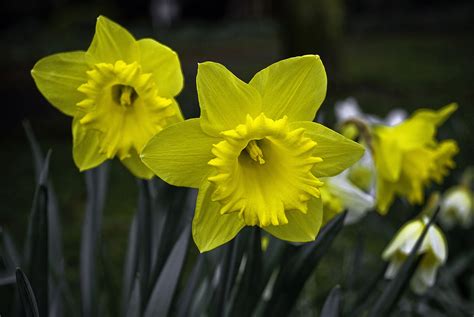 Wild Daffodil Flowers County Durham England Ed Okeeffe Photography