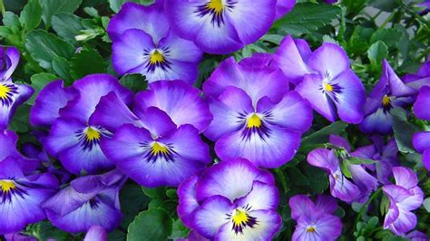 Pansies Vioetovi Flowers Desktop Wallpaper Hd Free