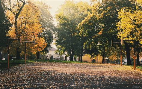 Wallpaper Sunlight Trees Street Nature Evening Morning Tree