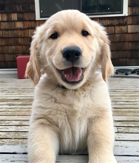 Happy Smile Golden Retriever Retriever Really Cute Dogs